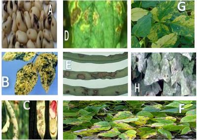 Corrigendum: Constraints and prospects of improving cowpea productivity to ensure food, nutritional security and environmental sustainability